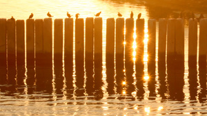 日落港口石柱上的海鸥15秒视频
