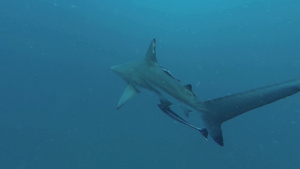 黑色尖鲨在诱饵周围游泳29秒视频
