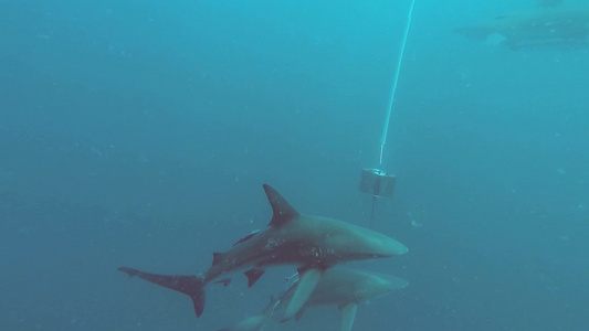 在深海里的黑色尖鲨在诱饵周围游来游去视频