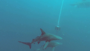 在深海里的黑色尖鲨在诱饵周围游来游去24秒视频