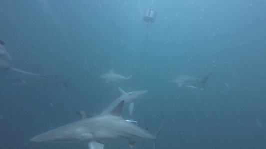 成群野生鲨深海水中游弋觅食视频