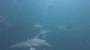成群野生鲨深海水中游弋觅食24秒视频