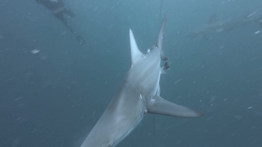 海中鲨鱼在潜水员诱饵旁游动视频