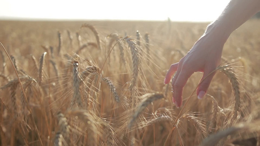 夕阳光线年轻女性手部触摸麦穗稻谷视频