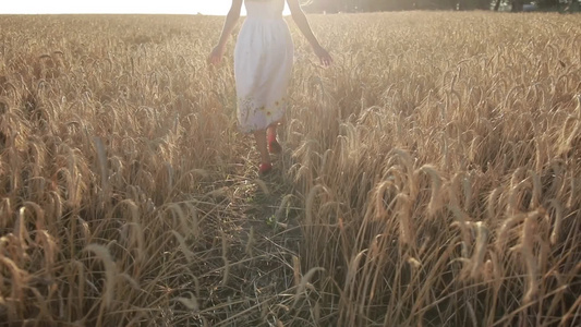 年轻女性连衣裙散步穿过小麦稻田背影视频