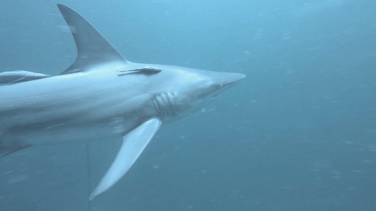 野生鲨鱼深海水域领地巡视游弋视频