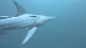 野生鲨鱼深海水域领地巡视游弋28秒视频