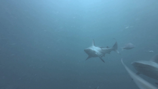 深海水域鲨鱼群游荡栖息觅食视频
