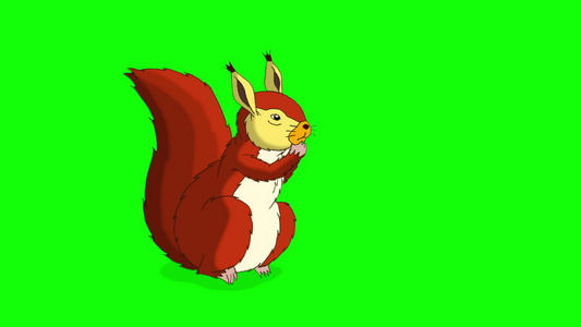 可爱的欧亚红松鼠坐着吃坚果视频
