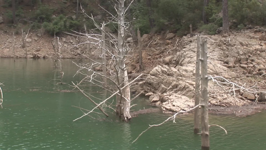 土耳其湖面的枯树枝视频