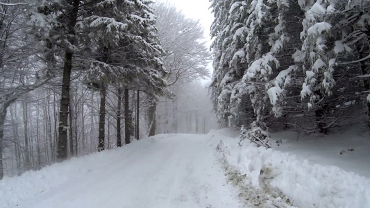 冬天树木道路上都铺满厚厚的白雪风景视频