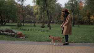 美丽的年轻女子在秋天的公园抚摸她可爱的狗23秒视频