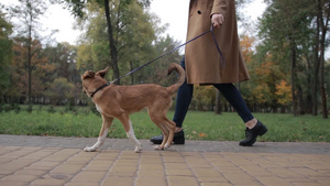 秋天公园里年轻女人遛她的宠物狗18秒视频