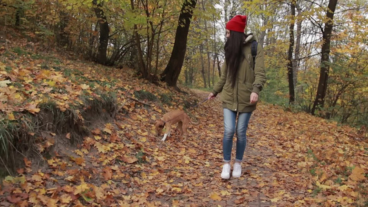秋天女孩在树林里遛狗[林子里]视频