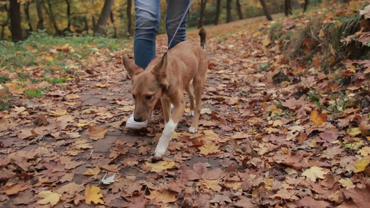 女主人牵着她的宠物狗走在铺满秋天落叶的公园里视频