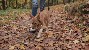 女主人牵着她的宠物狗走在铺满秋天落叶的公园里26秒视频