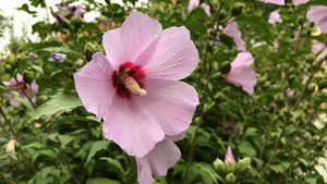 特写美丽的芙蓉花19秒视频