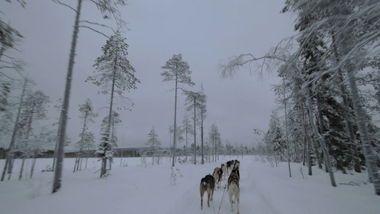 一群哈士奇狗在冬天的森林里拉雪橇视频