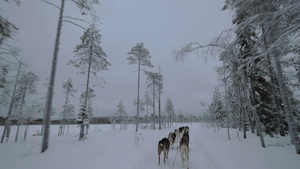 一群哈士奇狗在冬天的森林里拉雪橇59秒视频
