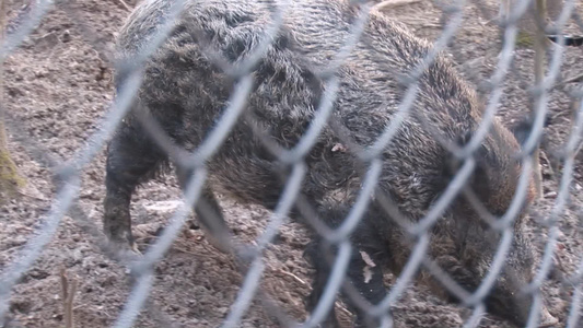 围栏里的野猪视频