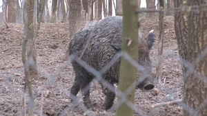 围栏里的野猪19秒视频