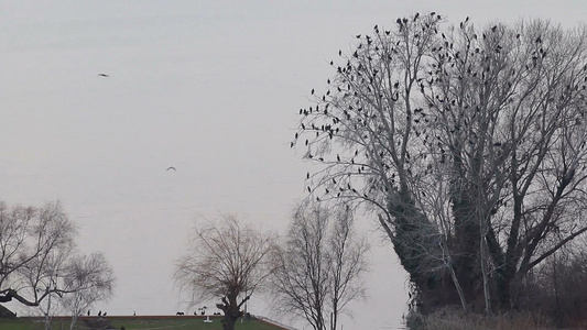 许多鸟栖息在干燥的树上视频