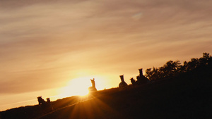 在粉红色的日落期间一群野马穿过黄色的山丘58秒视频