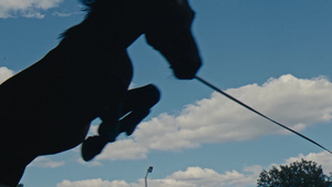 一匹黑马跳过障碍物10秒视频