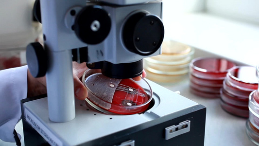 在医学实验室使用显微镜观察玻璃皿视频