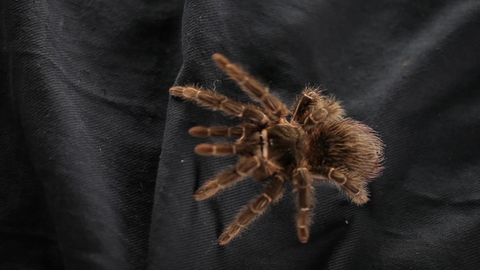 蜘蛛在黑布上爬行视频