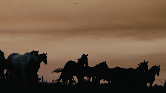 日落期间一群野马穿过黄色的山丘视频