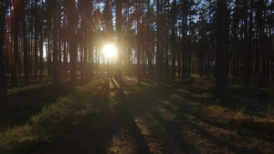 日落时透过松林的阳光12秒视频