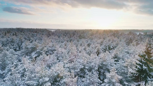 冬季森林的鸟瞰图12秒视频