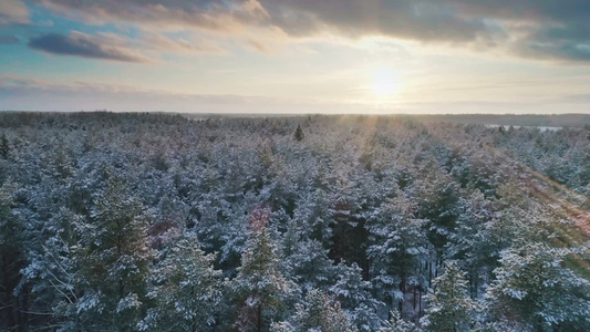 穿过被雪覆盖的树林航拍视频