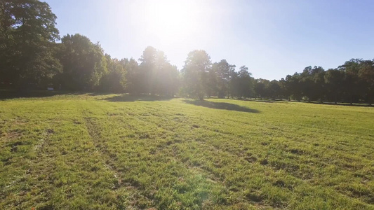 夏天美丽的公园里有青草和树木[迷人]视频