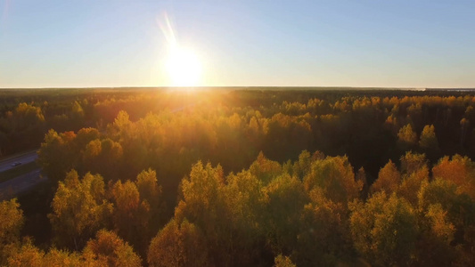 日落下金黄色的森林视频