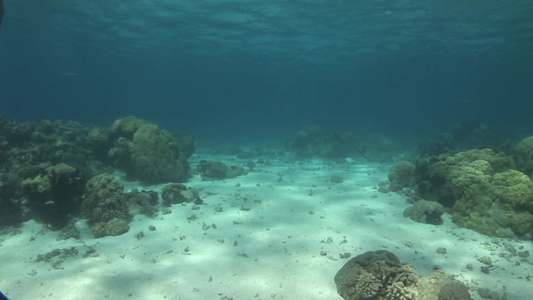 潜水海底世界珊瑚礁石洋流鱼群视频