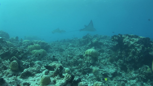 水族馆游走的鱼视频