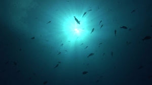 阳光下海底深处游动的鱼群6秒视频