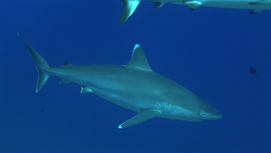 深海里的银尖鲨9秒视频