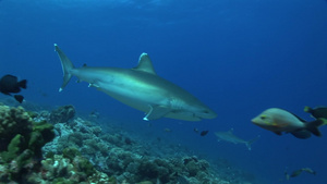 海底的银尖鲨18秒视频