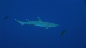 在深海里游动的白尖鲨13秒视频