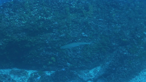 深海里的白尖鲨20秒视频