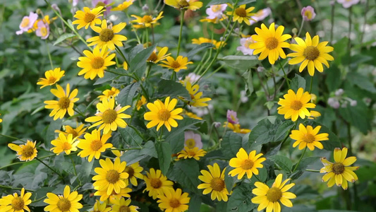 花园里黄色的花视频