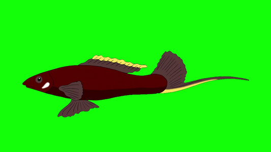 大棕色鱼漂浮在水里动画循环运动图形隔离在绿色屏幕上视频