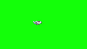 小灰色的水族馆鱼在绿色屏幕上8秒视频