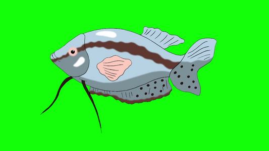 大灰色的水族馆鱼水漂浮在水族馆里的动画循环视频