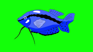 蓝色的鱼漂浮在水族馆里动画循环运动图形隔离在绿色屏幕上10秒视频