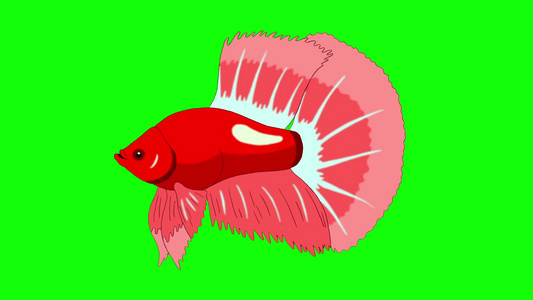 红色的公鸡鱼漂浮在水族馆里的动画循环运动图形视频
