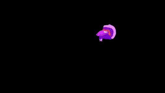 紫色小公鸡鱼漂浮在水族馆里动画循环运动图形与阿尔法通道视频